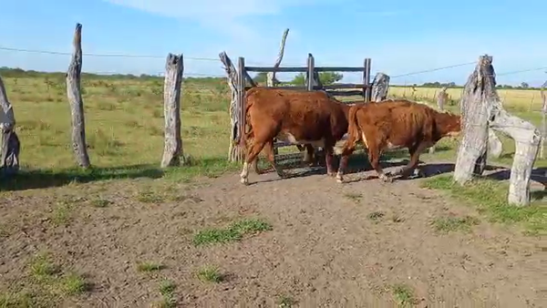 Lote 60 Vacas nuevas C/ cria en San José de Feliciano, Entre Ríos
