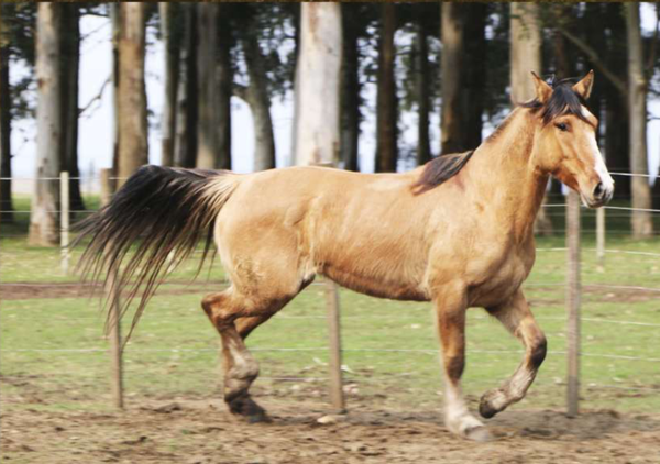 Lote Santa Gloria Roldana