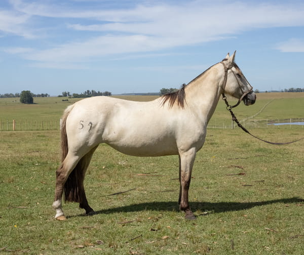 Lote GALLETA INCHALÁ