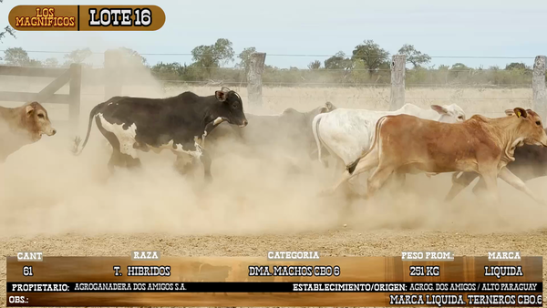 Lote LOTE 16