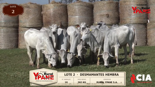 Lote Lote 2