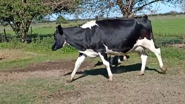 Lote Vacas secas  - Mario Borgogno