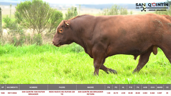 Lote ABERDEEN ANGUS PI