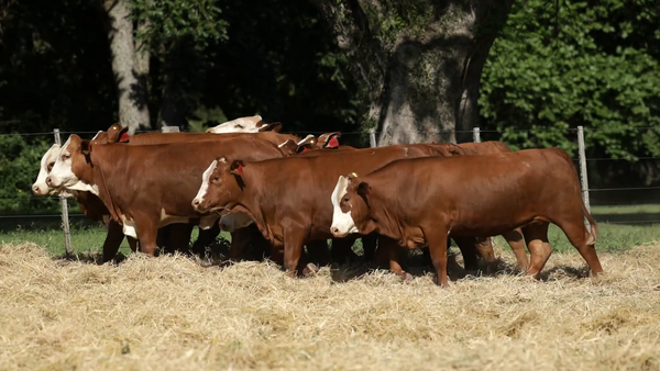 Lote Vaquilla Para Servicio