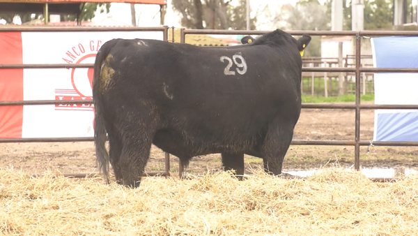 Lote TOROS ANGUS NEGROS  PC