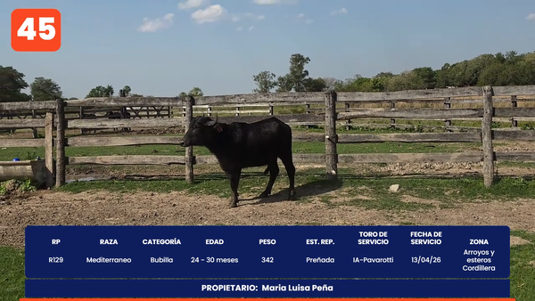 Lote LOTE 45