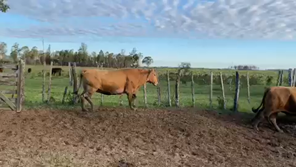 Lote 27 Vacas  en Ituzaingó, Corrientes