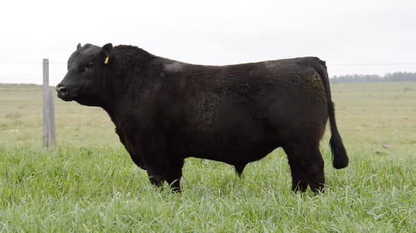 Lote ABERDEEN ANGUS PEDREGREE