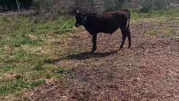 Lote 2 Novillos KIWI 180kg - , San José