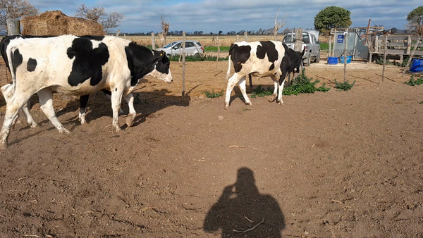 Lote 20 Novillitos Holando Argentino de Feed Lot en Morteros, Córdoba