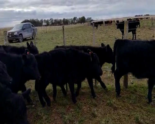 Lote 70 terneros/as - Villa Iris Pcia Bs As