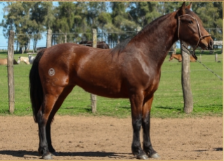 Lote ATENTA 492 DE LA CASILLA