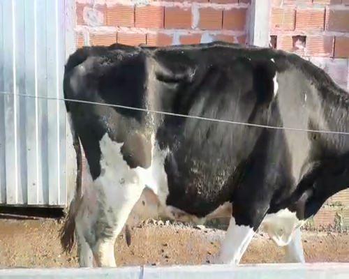 Lote VAQUILLONAS Y VACAS EN PRODUCCION