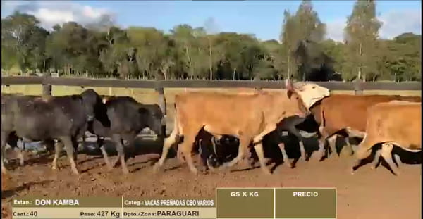 Lote 22º Entre Martillos - Lote 21