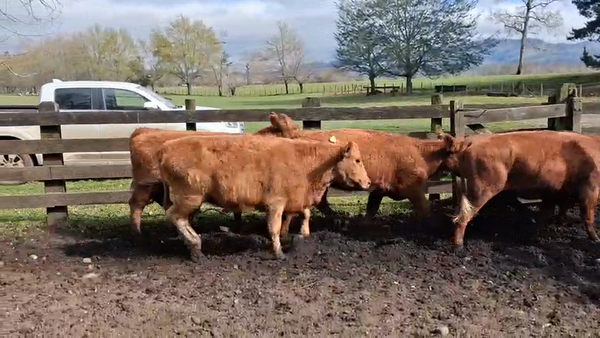Lote 30 Vaquilla Engorda en Cunco, IX Región Araucanía