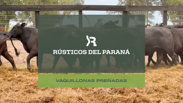 Lote VAQUILLONAS PREÑADAS