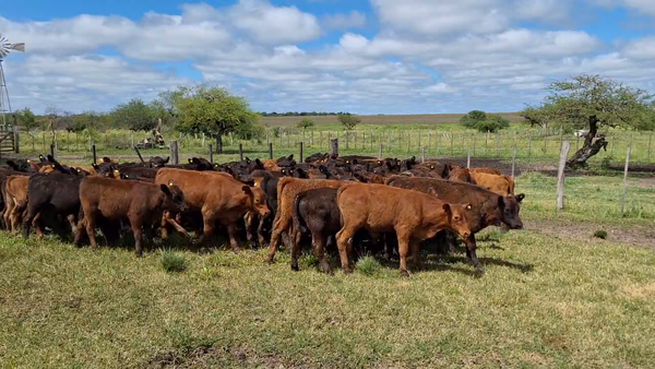 Lote 85 Terneros