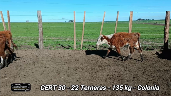 Lote 22 Terneras en La Horqueta, Colonia