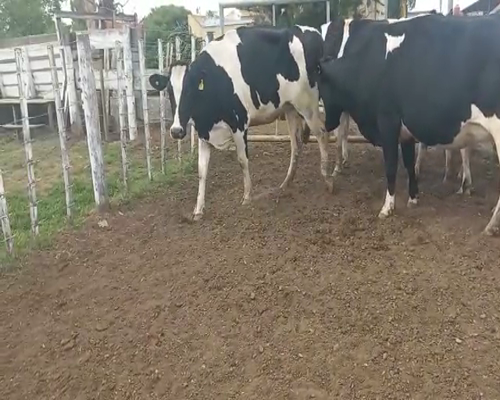 Lote Jose Maria Destefani