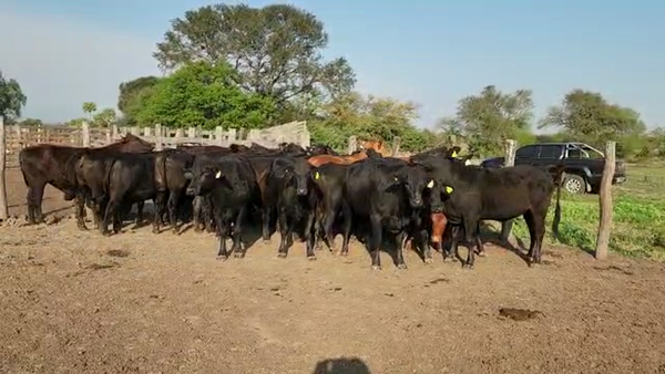 Lote 23 Vaquillonas preñadas en Chaco, Puero Tirol