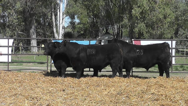Lote TOROS ANGUS NEGROS PC