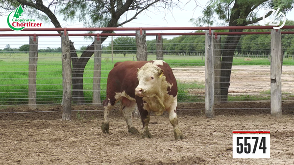 Lote Hereford