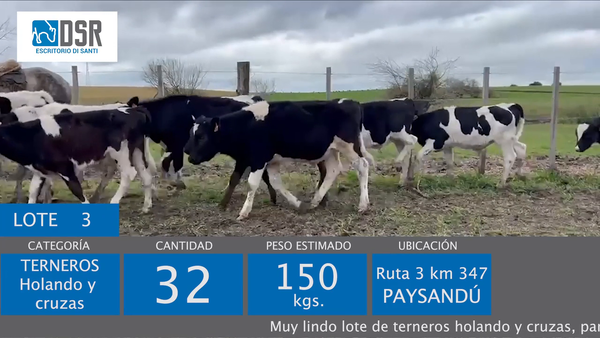 Lote Lote 3 - Ganado