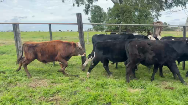 Lote TERNEROS