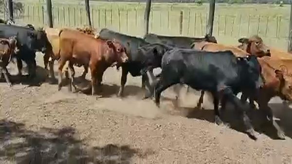 Lote 110 Terneros en Gral. San Martín, Chaco