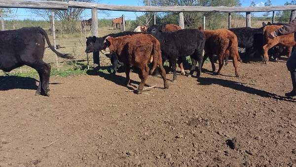 Lote 70 Terneras Britanicas en Col. Prosperidad, Córdoba