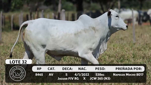 Lote LOTE 32