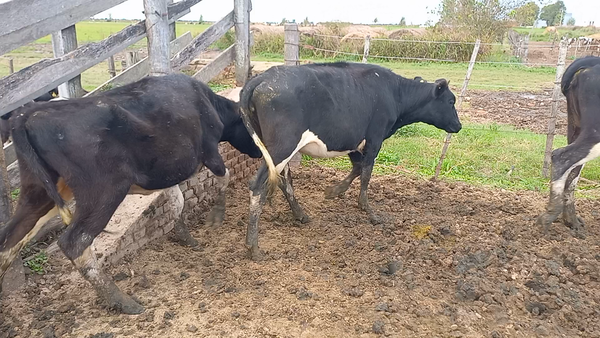 Lote 30 Terneros/as Holando Argentino en Porteña, Córdoba