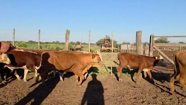 Lote 50 Terneros/as Braford en Curupayti, Santa Fe
