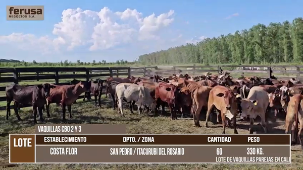 Lote LOTE 9