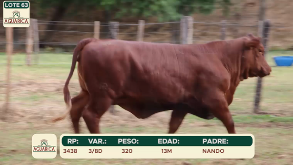 Lote LOTE 63