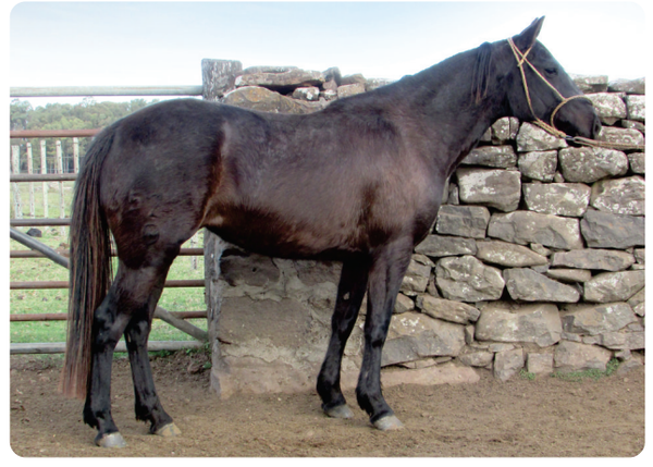 Lote Nubecita Gaitera