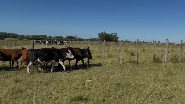 Lote Terneros y Terneras