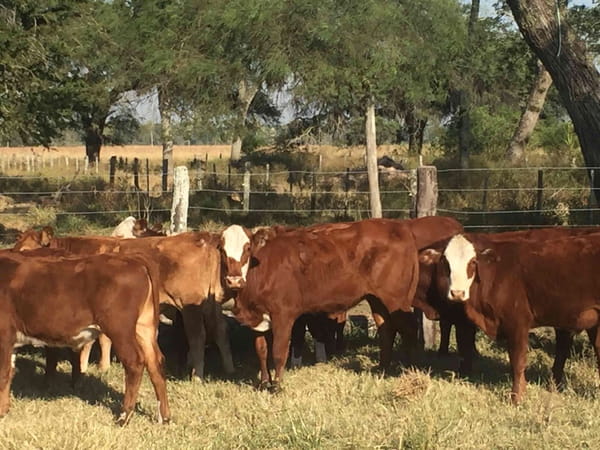 Lote 70 Terneros/as en Margarita Belén, Chaco