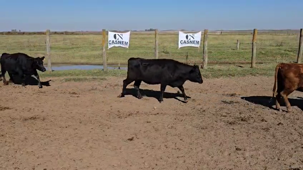 Lote 72 Vacas nuevas C/ gtia de preñez en Córdoba, La Carlota