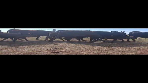 Lote PIEZAS DE CRÍA