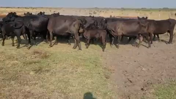 Lote 20 Vacas CUT con cría en Villaguay, Entre Ríos