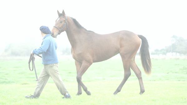 Lote OLIVER NIK (NICODEMUS - CATEDRATICA JULIETA)