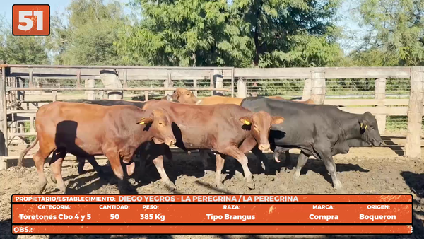 Lote LOTE 51