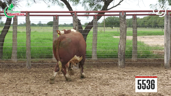 Lote Hereford