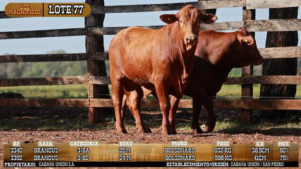 Lote LOTE 77 - PANTALLA