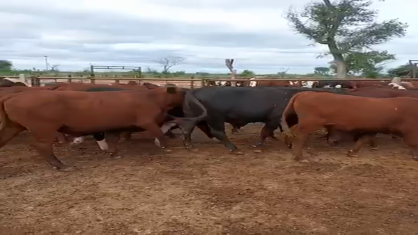 Lote 64 Novillos en Villa R. Bermejito, Chaco