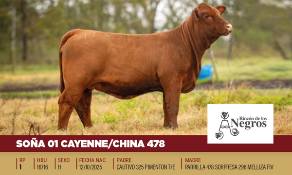 Lote Rincon de los Negros