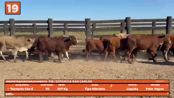 Lote LOTE 19