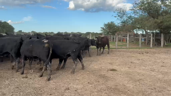 Lote 100 Vaquillonas