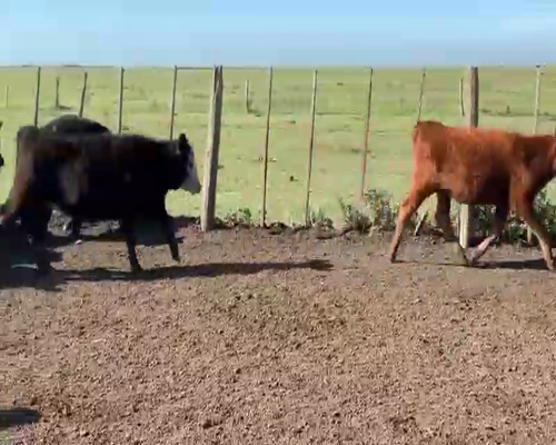 Lote 70 Terneras en Dolores, Buenos Aires